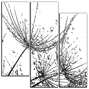 Obraz na plátne - Pampeliškové semienka s kvapkami vody - štvorec 3202QC (105x105 cm)