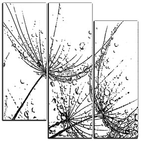 Obraz na plátne - Pampeliškové semienka s kvapkami vody - štvorec 3202QC (75x75 cm)