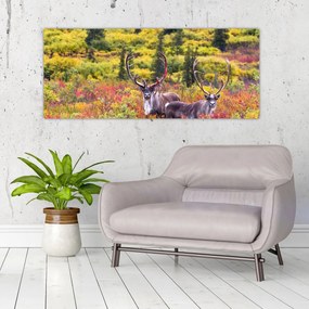 Obraz - Karibu na Aljaške (120x50 cm)