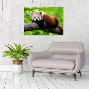 Sklenený obraz pandy červenej (70x50 cm)