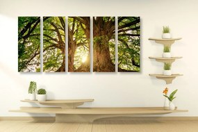 5-dielny obraz majestátne stromy Varianta: 100x50