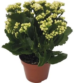 Kolopejka vďačná biela Kalanchoe blossfeldiana „Calandiva“ 20-25 cm Ø 12 cm kvetináč