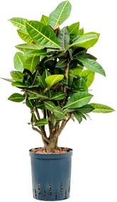 Croton (codiaeum) variegatum Petra Branched 18/19 výška 75 cm