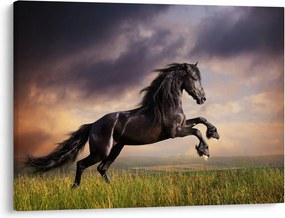 Obraz - Kone (70x50 cm)