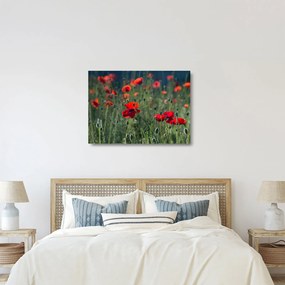 Sklenený obraz - Lúka s vlčími makmi (70x50 cm)