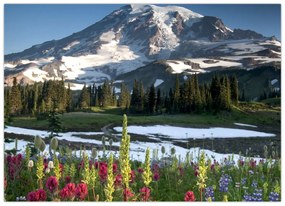 Sklenený obraz - Mount Rainier (70x50 cm)