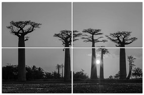 Obraz na plátne - Baobaby.  105ČC (120x80 cm)