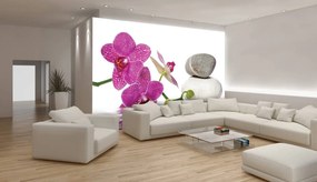 Fototapeta - Orchidey (152,5x104 cm)