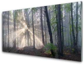 Obraz na akrylátovom skle Les príroda 120x60 cm