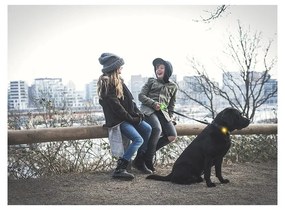 LED svetlo na obojok Yellow – Orbiloc