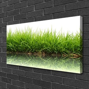 Obraz na plátne Tráva voda príroda rastlina 140x70 cm