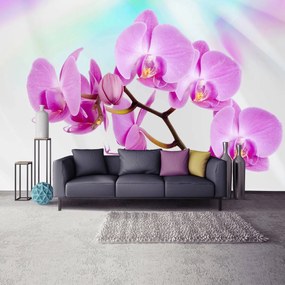 Fototapeta - Orchidea (254x184 cm)