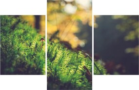 Obraz machu s hubou (90x60 cm)