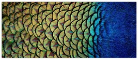 Obraz - Pávie perie (120x50 cm)