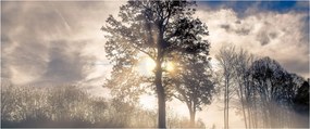 Obraz stromu v hmle (120x50 cm)