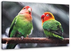Obraz na plátně Barevní papoušci Ptáci - 90x60 cm