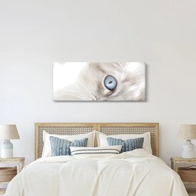 Obraz - Mačka s modrými očami (120x50 cm)