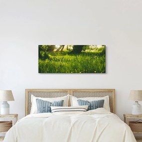 Obraz prírody - lúka (120x50 cm)