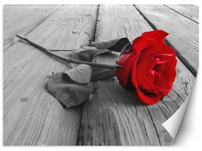 Fototapeta, Červené květy růží Retro - 350x245 cm