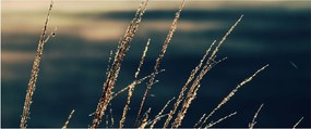 Obraz tráv (120x50 cm)