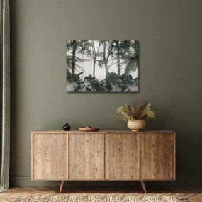 Obraz - Jungle v rannej hmle (70x50 cm)