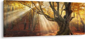 Obraz - Jesenný svit (120x50 cm)