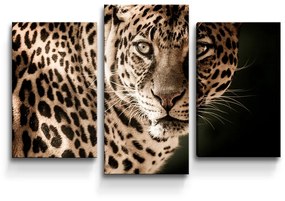 Sablio Obraz - 3-dílný Leopard - 75x50 cm