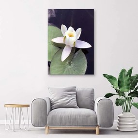 Obraz na plátně Vodní lilie Květiny Příroda - 80x120 cm