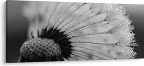 Obraz púpavy - čiernobiely (120x50 cm)