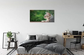 Sklenený obraz vyzerajúci mačka 125x50 cm