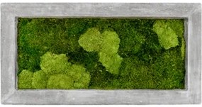 Moss painting grey 30% bobky, 70% plosky Machovy obraz beton 100x50x5 cm