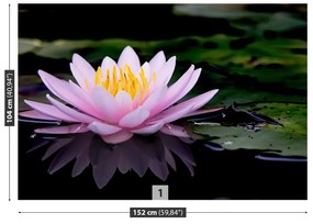 Fototapeta Vliesová Ružový lotos 152x104 cm