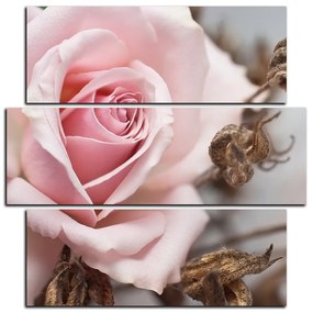 Obraz na plátne - Ruža a uschnuté rastliny - štvorec 3225D (105x105 cm)