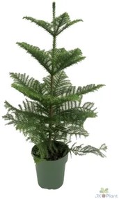 Araucaria heterophylla 21 cm v.100 cm