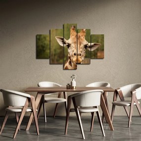 Obraz žirafy (150x105 cm)