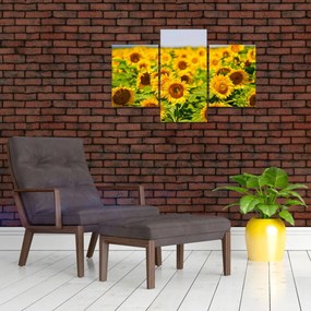 Obraz - Slnečnica (90x60 cm)