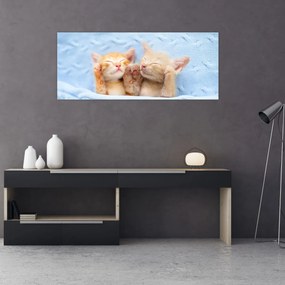 Obraz - Spiace mačiatka (120x50 cm)