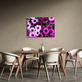 Obraz - Kvety (70x50 cm)