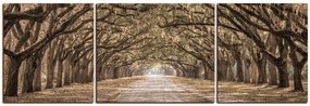 Obraz na plátne - Historické dubové stromy lemované poľnou cestou - panoráma 5239FC (150x50 cm)