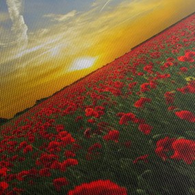 braz poľa vlčích makov (70x50 cm)