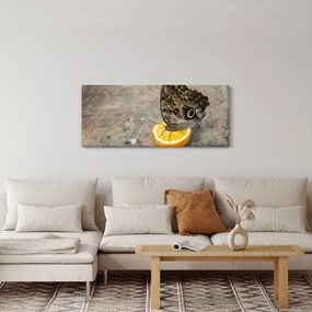 Obraz motýľa (120x50 cm)