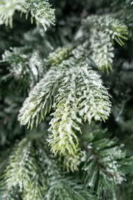 Limpol Kanadská zasnežená  borovica 2,10 m