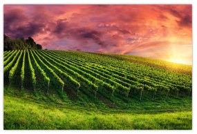Obraz vinice s farebným nebom (90x60 cm)