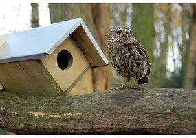 Drevená búdka pre sovu – Esschert Design