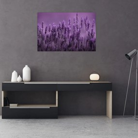 Obraz - Levanduľa (90x60 cm)