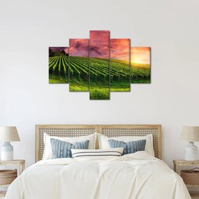 Obraz vinice s farebným nebom (150x105 cm)