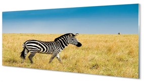 Obraz na akrylátovom skle Zebra box 120x60 cm