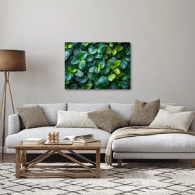 Obraz - Zelené rastliny (70x50 cm)