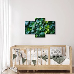 Obraz - Zelené rastliny (90x60 cm)