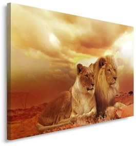 Obraz na plátně, Lvi Zvířata Afrika Brown - 60x40 cm